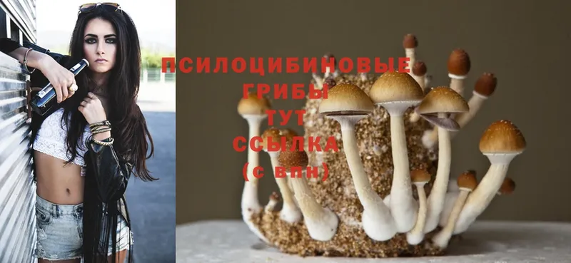 даркнет как зайти  Рубцовск  Псилоцибиновые грибы Psilocybine cubensis 